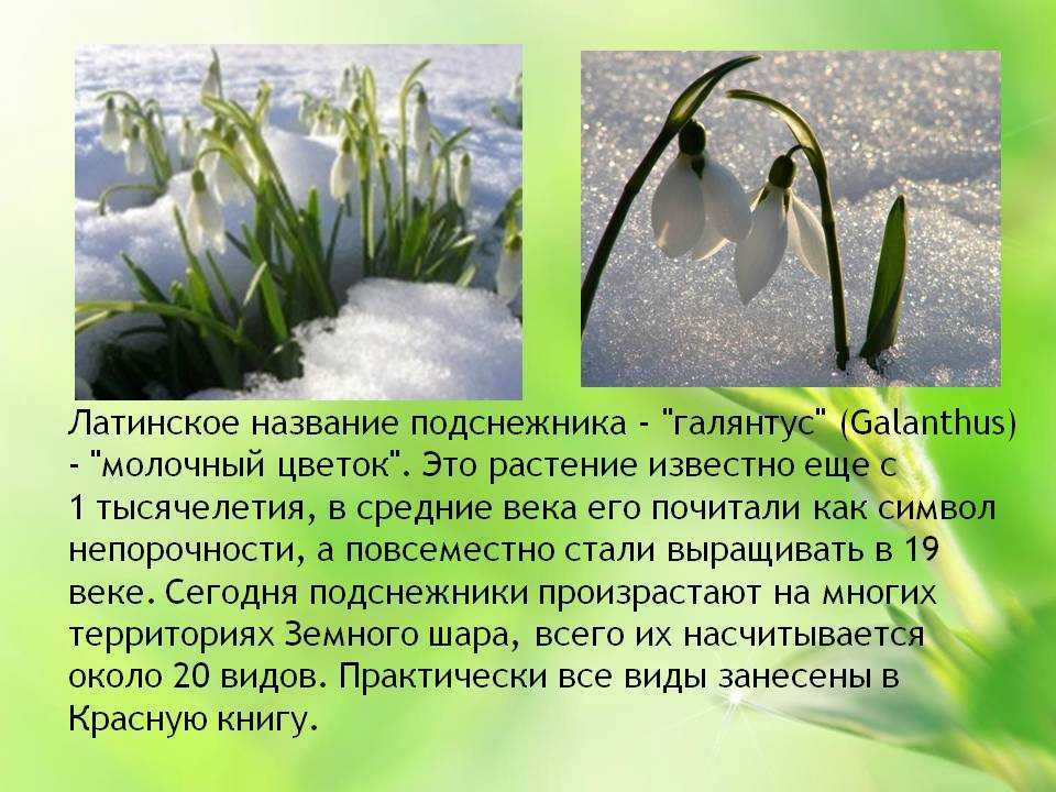 Белый, синий, голубой появляется весной. загадки про подснежник