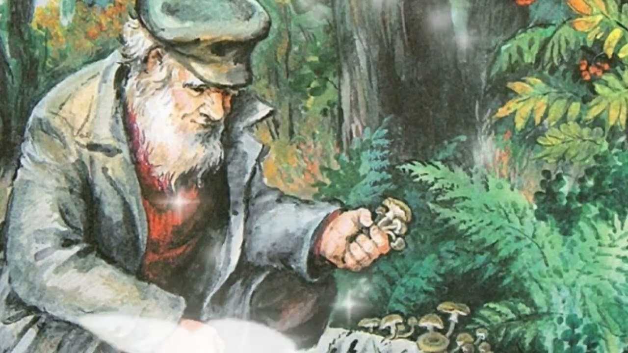 Скачать песню михаил пришвин - старый гриб (читает николай литвинов. 1977г.) бесплатно и слушать онлайн | zvyki.com