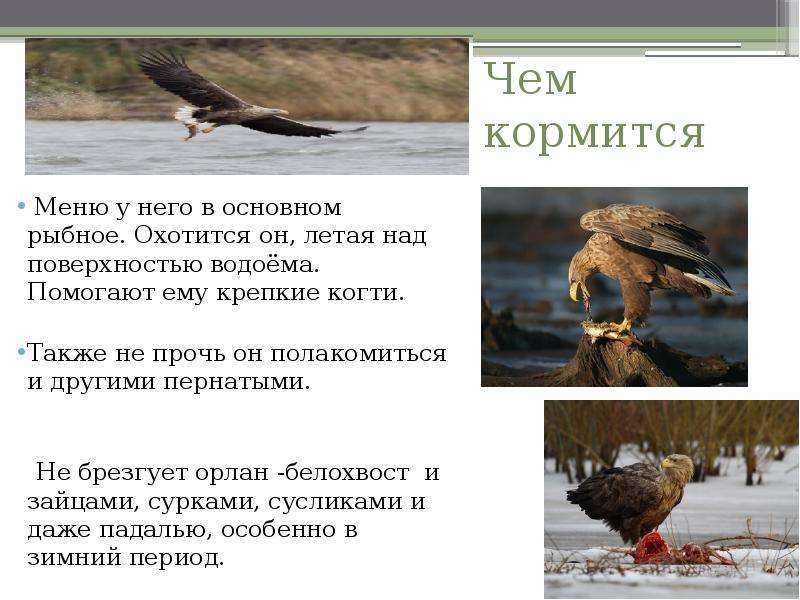 Основные разновидности хищных птиц россии
