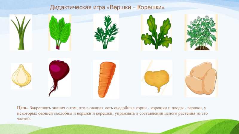 Этапы развития жизни на земле и современное биоразнообразие : farmf | литература для фармацевтов