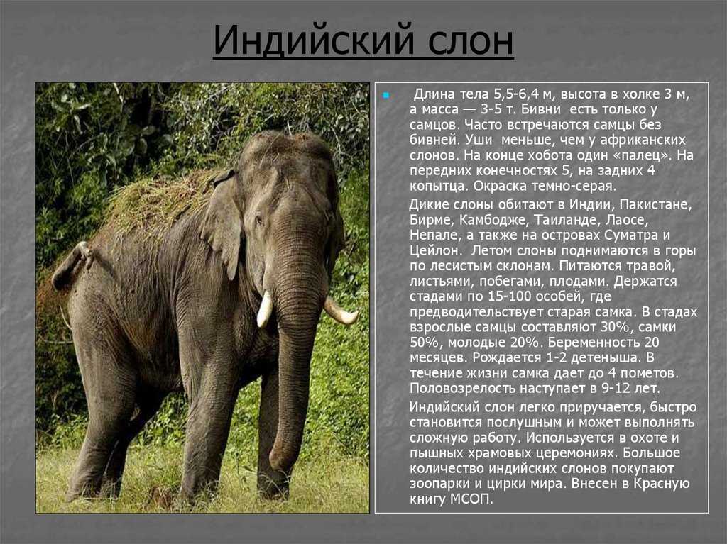 Слоновые истории. Хоботные характеристика индийский слон. Описание слона. Сообщение о слоне. Доклад про слона.