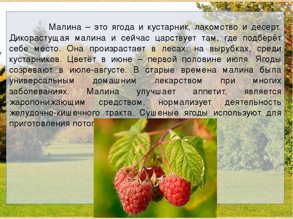 Малина: польза и вред для здоровья детей