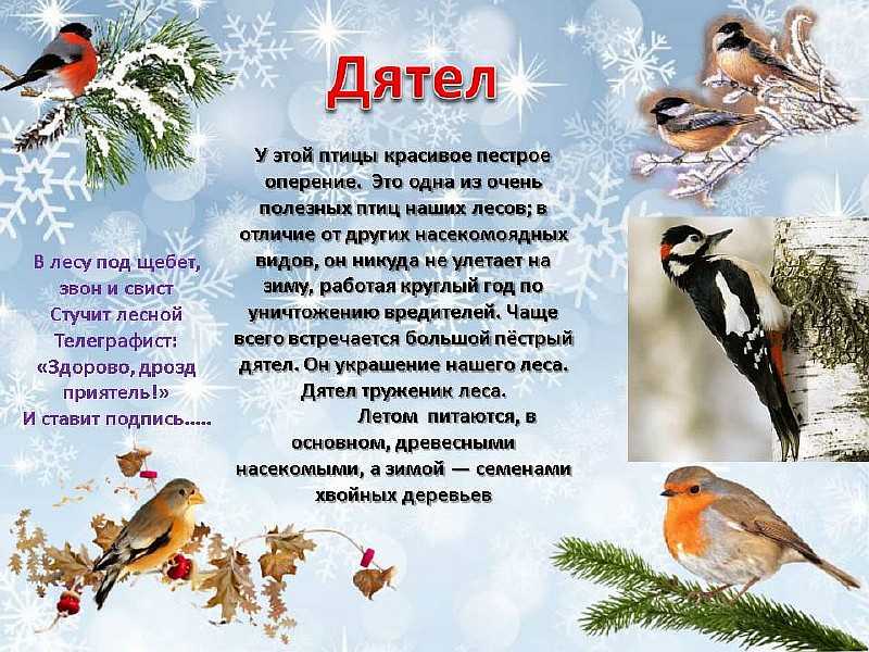 Рассказ Сладкова Вежливая галка о птичьей братии, которая летает, порхает, ведет свою привычную жизнь Автор рассказа делится с нами тем, что в его знакомых