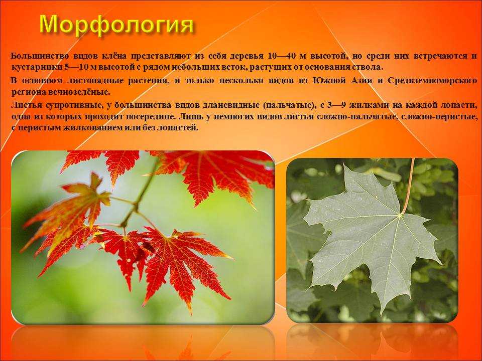 Клён — описание дерева, его видов и распространение