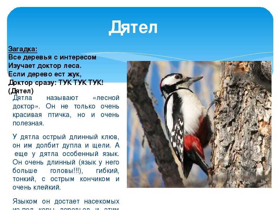 Сочинение на тему дятел полезная птица