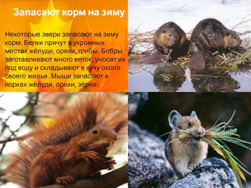 Литературное чтение 2 класс
г.скребицкий, в. чаплина
«как белочка зимует» | начальная школа  | современный урок