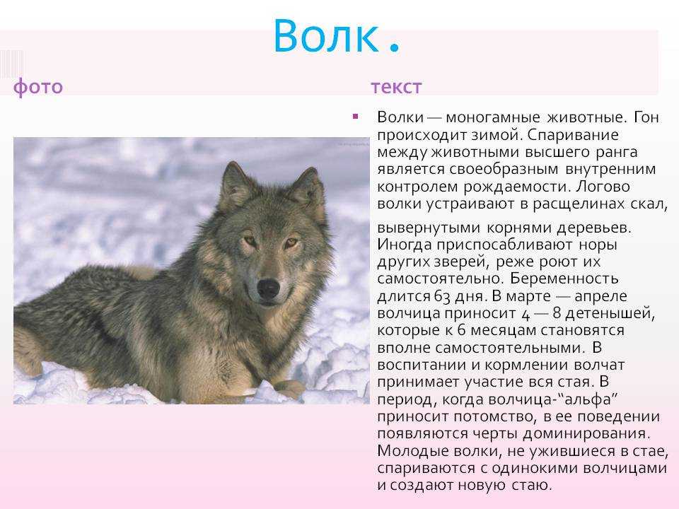 Волк