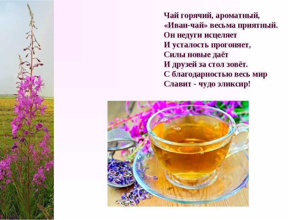 Иван-чай: чем полезен красивый цветок, и что из него приготовить?
