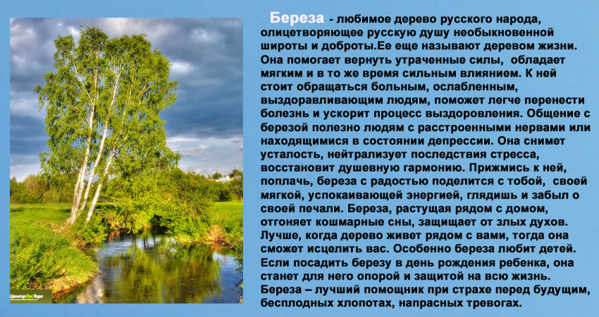 Берёза - сочинение, миниатюра, рассказ, эссе - глазастик