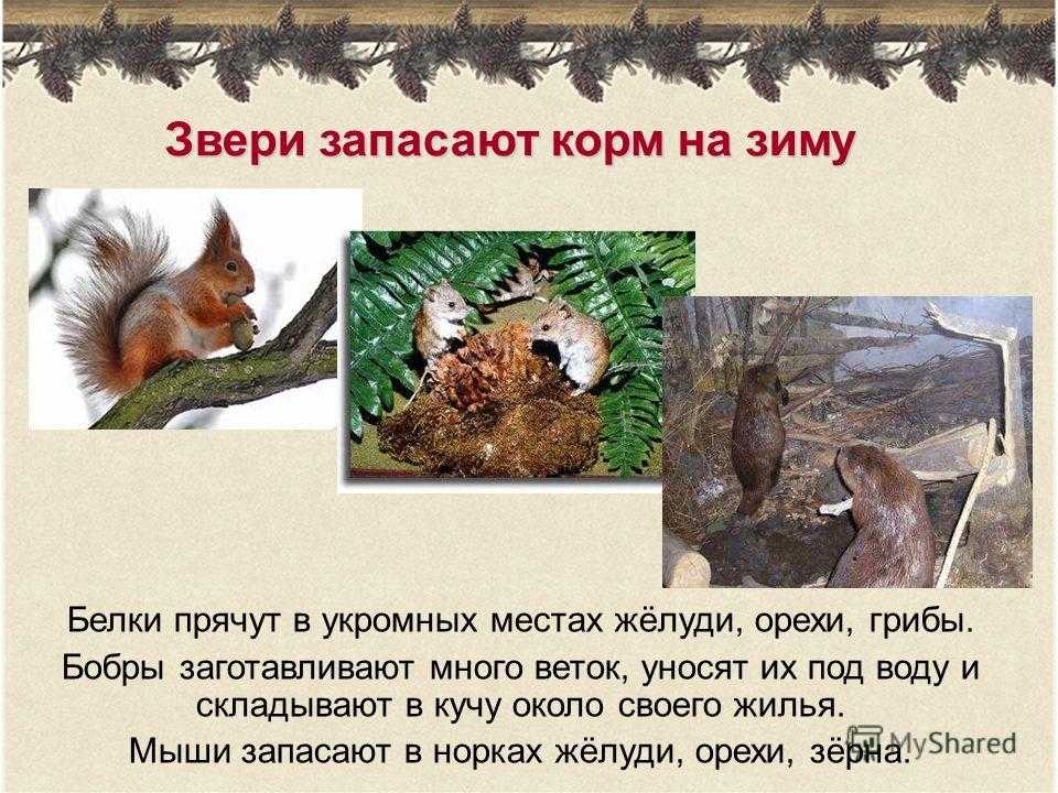 Как звери к зиме готовятся. белочка