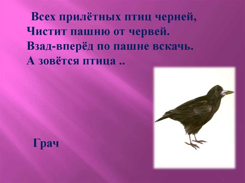 Загадки про птиц для детей с ответами