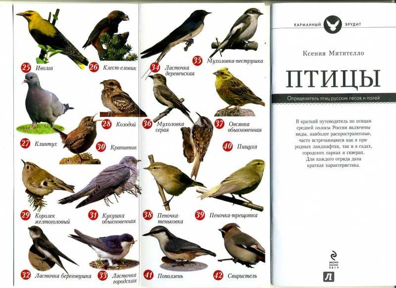 Певчие птицы, их названия, особенности, виды и фото