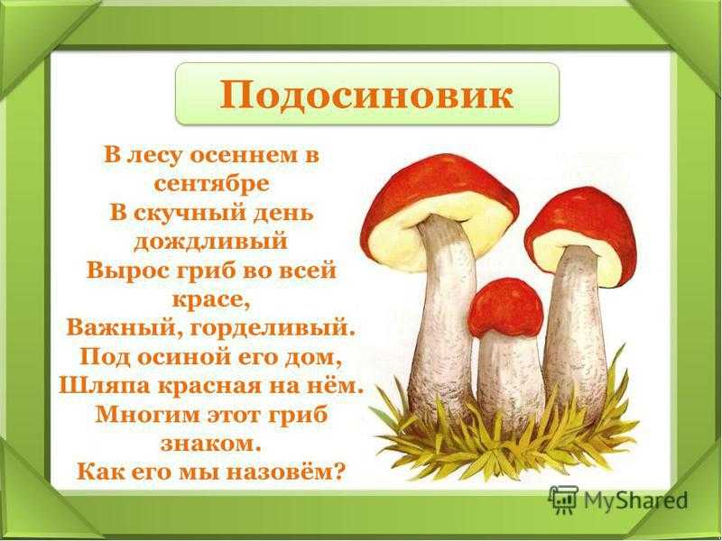 Детям о грибах – грибные картинки и рассказы
