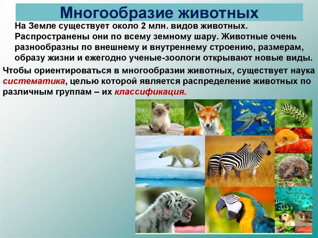 Лягушонок, головастик или кто на кого похож — рассказ ю.дмитриева