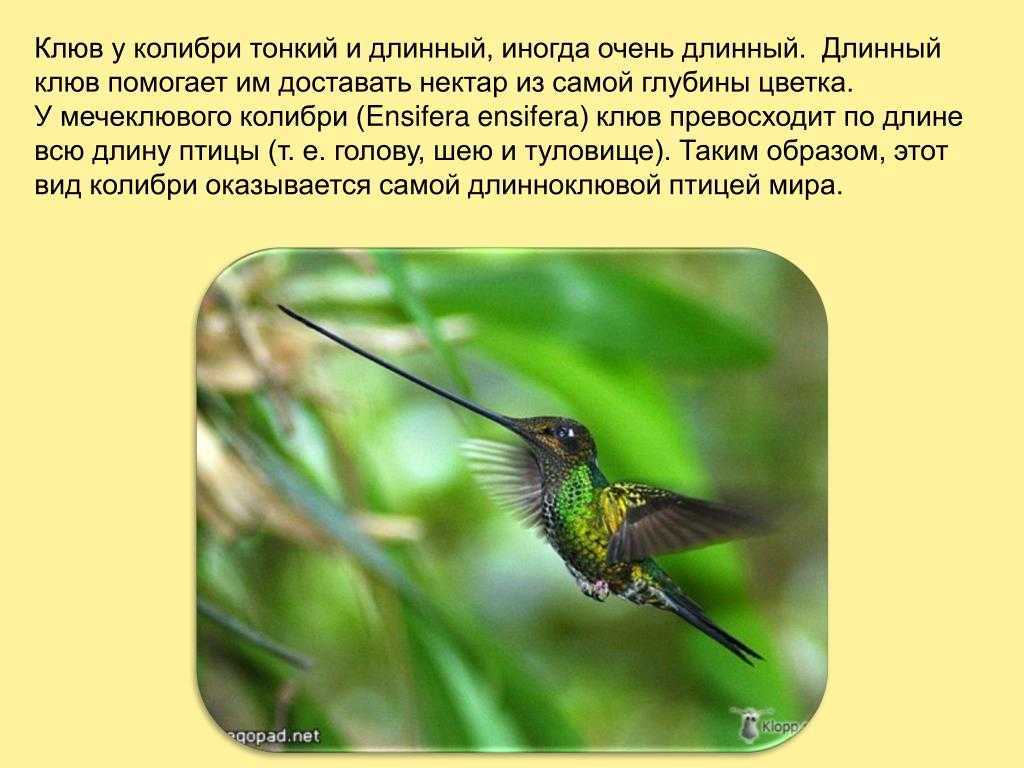 Интересные факты о колибри