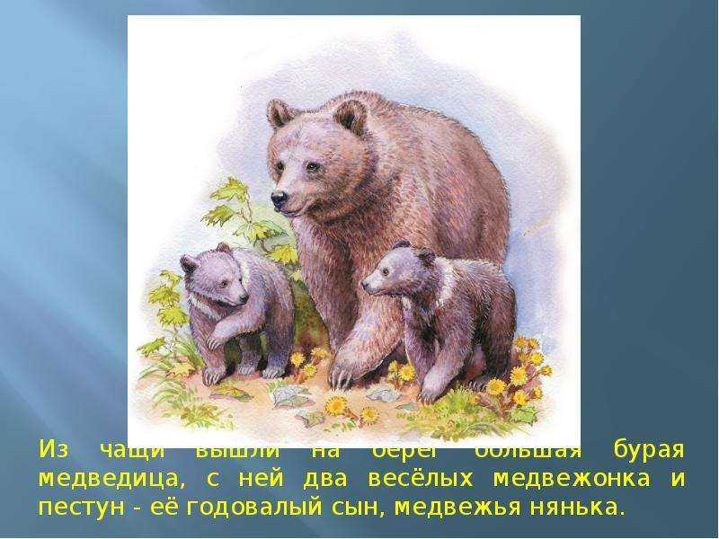 Презентация на тему в.бианки "купание медвежат"