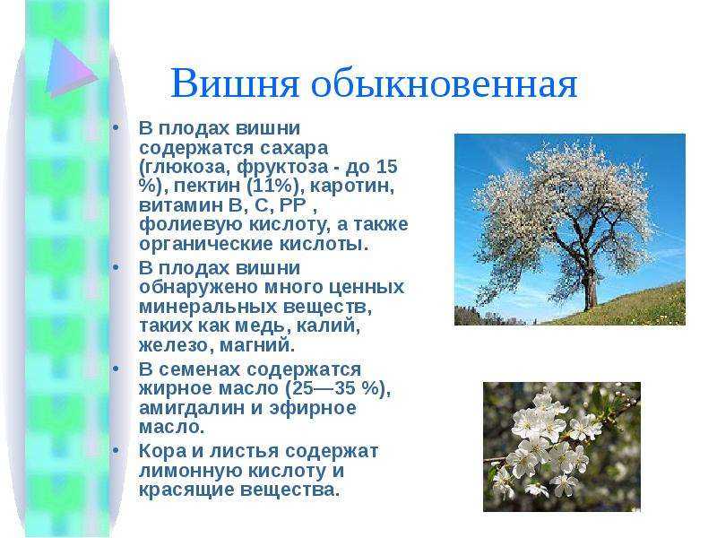 Варенье из вишни с косточкой на зиму: 7 простых рецептов вкусного и густого вишневого варенья целыми ягодами