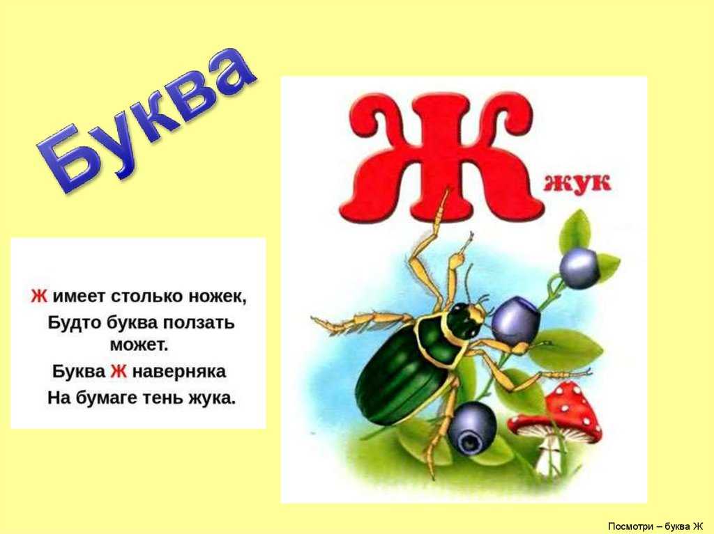 Буква ж — общие сведения, примеры, материалы для изучения