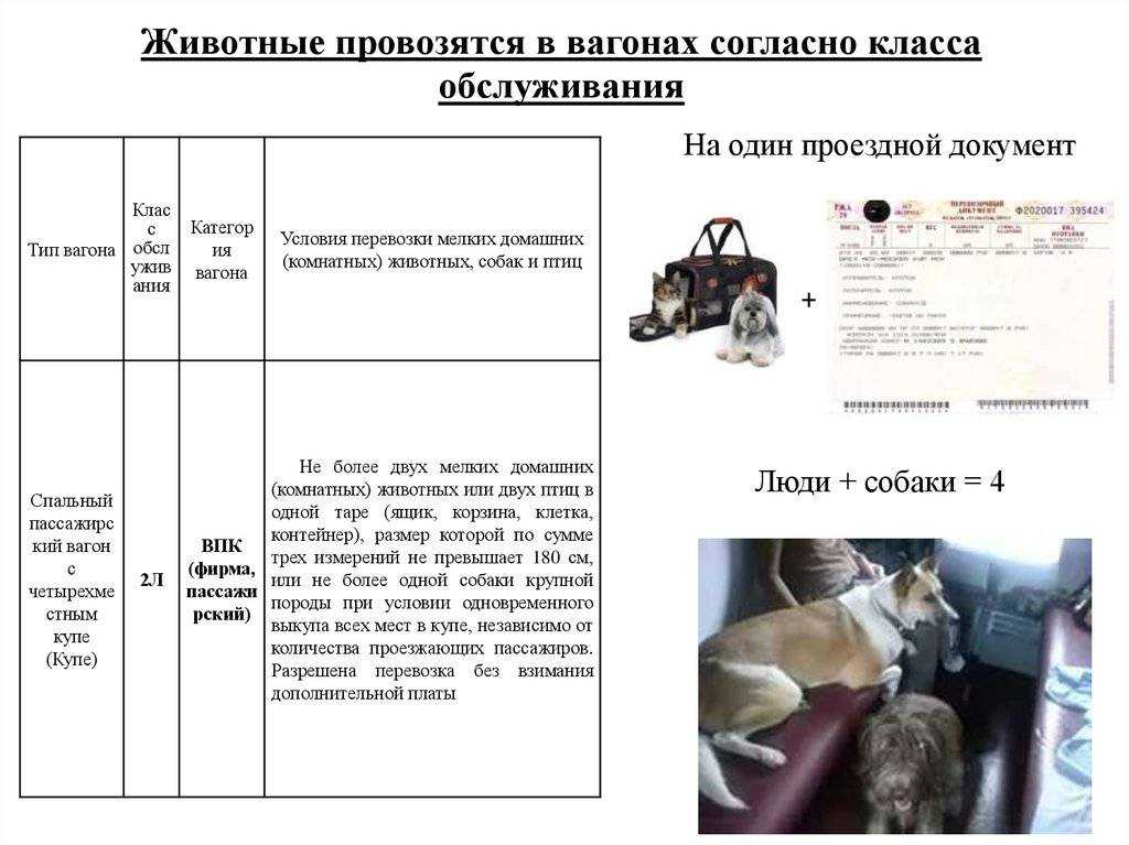 Как перевозить собаку в поездах по россии