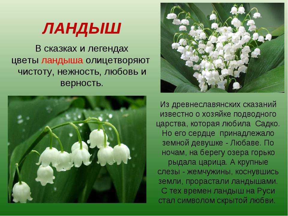 Ландыш - сообщение доклад (2, 3, 4 класс. окружающий мир. красная книга)