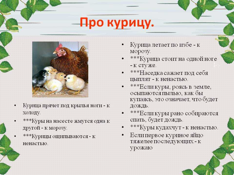 Пословицы и поговорки с яйцами