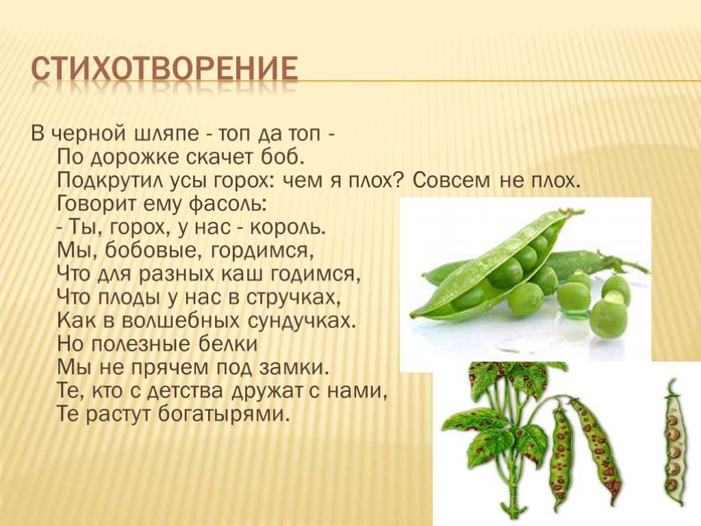 Проект «чудо-свекла». воспитателям детских садов, школьным учителям и педагогам