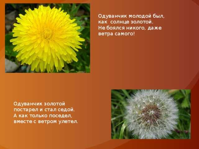 Более 30 стихотворений про одуванчик для детей и взрослых