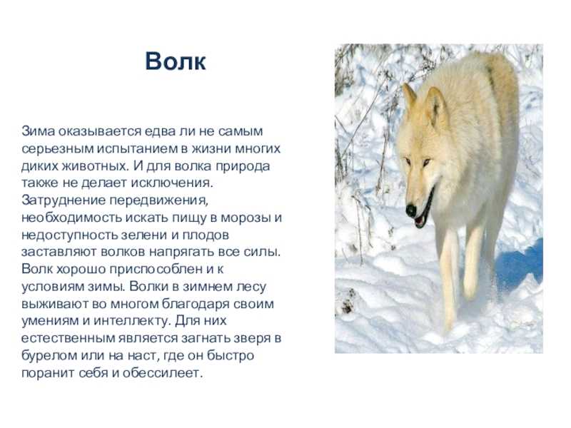 Волк – дикое хищное животное. описание и фото волка обыкновенного