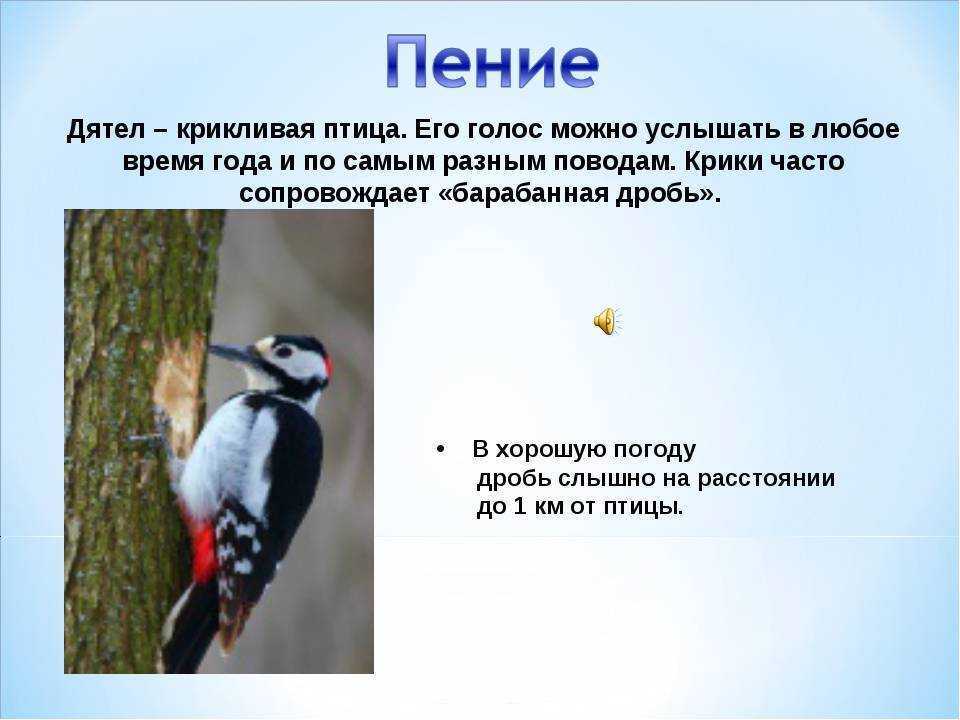 Дятлы