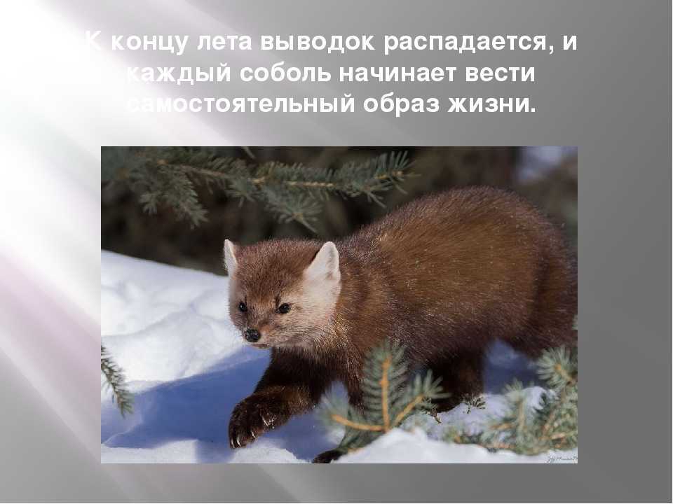Викторина «загадки заповедной природы забайкалья». воспитателям детских садов, школьным учителям и педагогам - маам.ру