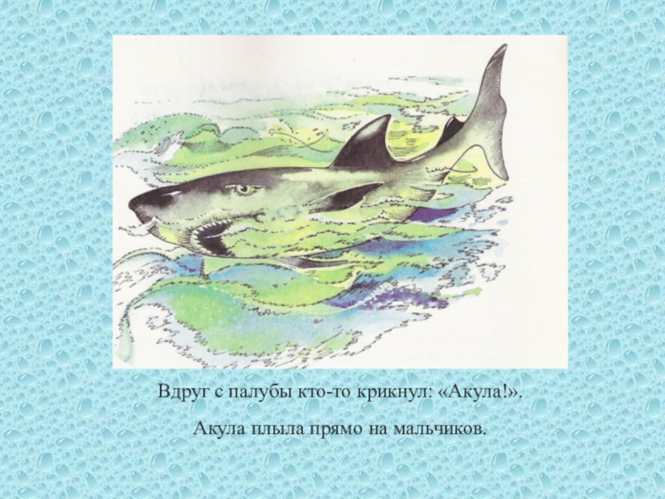 Рассказ акула льва толстого ∞ лагуна акул