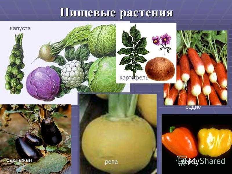 Картотека пословиц и поговорок про овощи | материал: