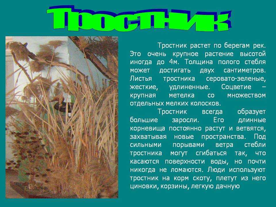 Ы для детей: 24 стиха про букву ы для детей: изучаем алфавит —  ашаж.рф