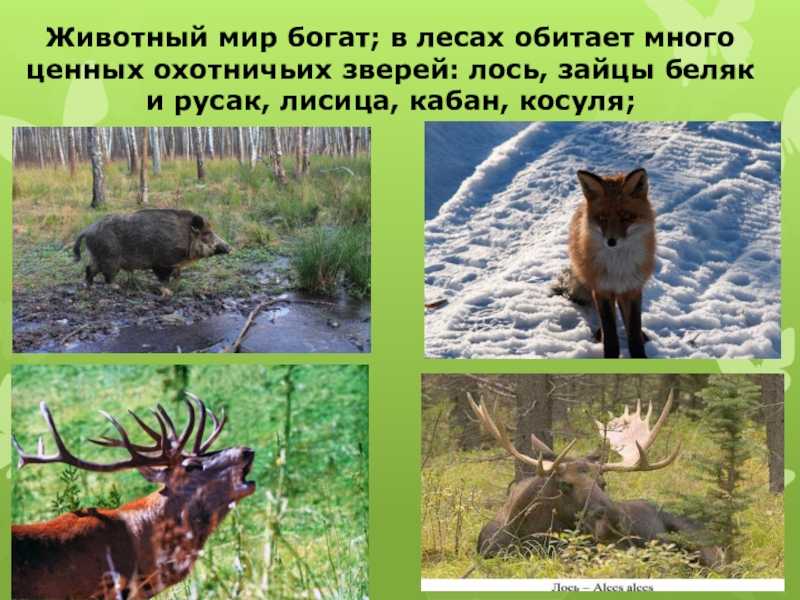 Составить краткий рассказ о красоте животных. детские рассказы о животных