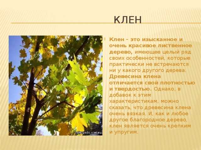 Кленовые листья, природные целители :: syl.ru