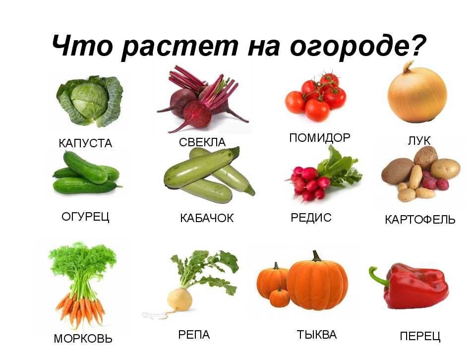 Русские пословицы и поговорки для школьников