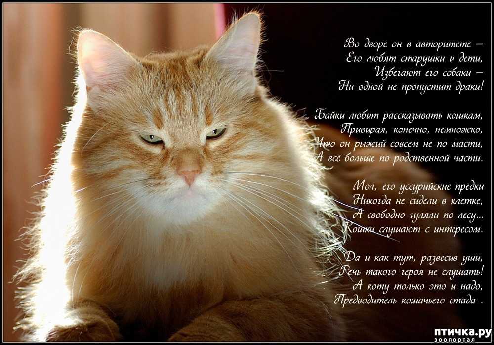 Стихи про кошек, котов