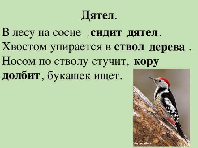 Сухостойное дерево