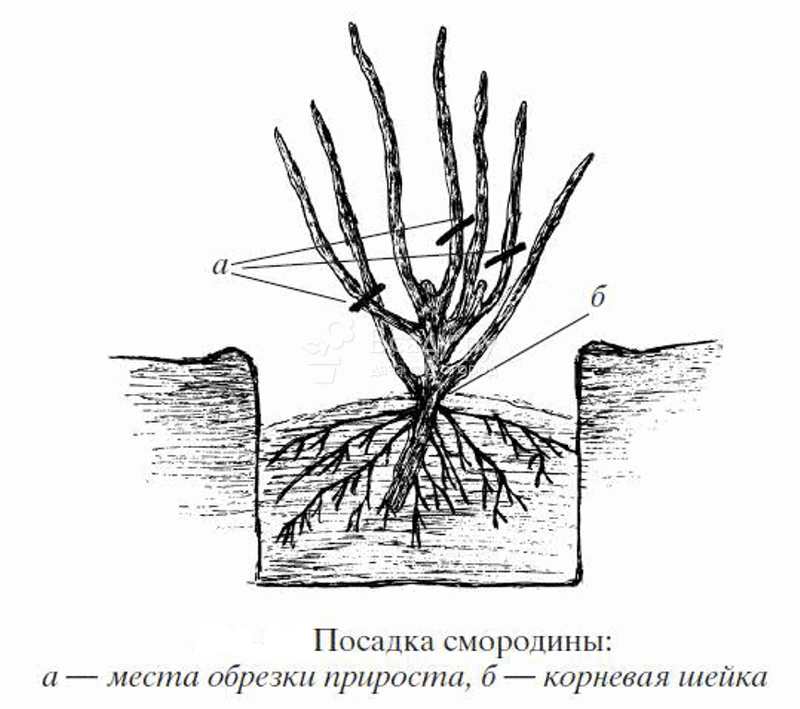 Посадка и уход за смородиной
