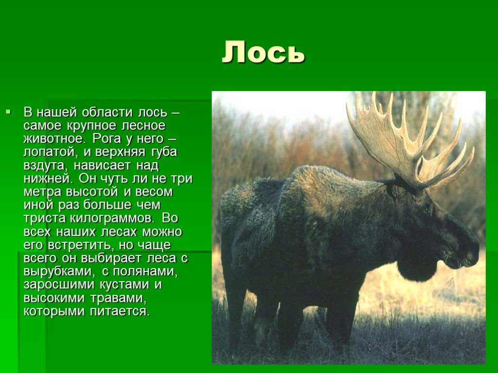 Барсук — сообщение доклад 3 класс окружающий мир