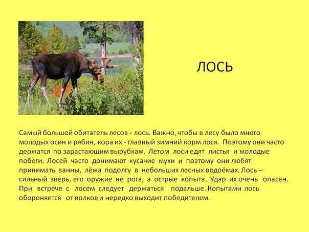 Интересные факты о лосях для детей. интересные факты о лосях