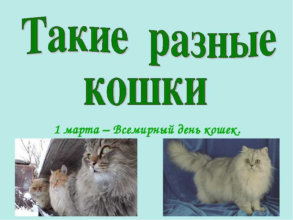 Кошка и мышка сказка: 8 мышиных историй