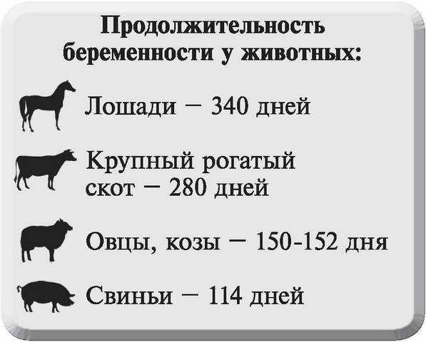 Интересные факты о козах