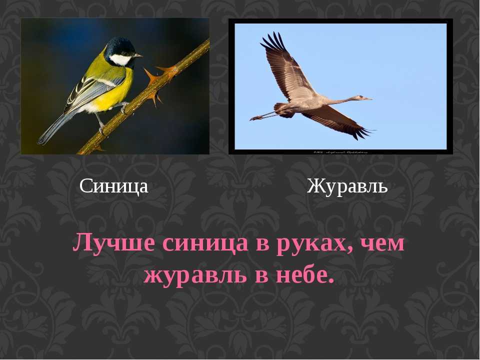 Значение пословицы "синица око" и история ее происхождения