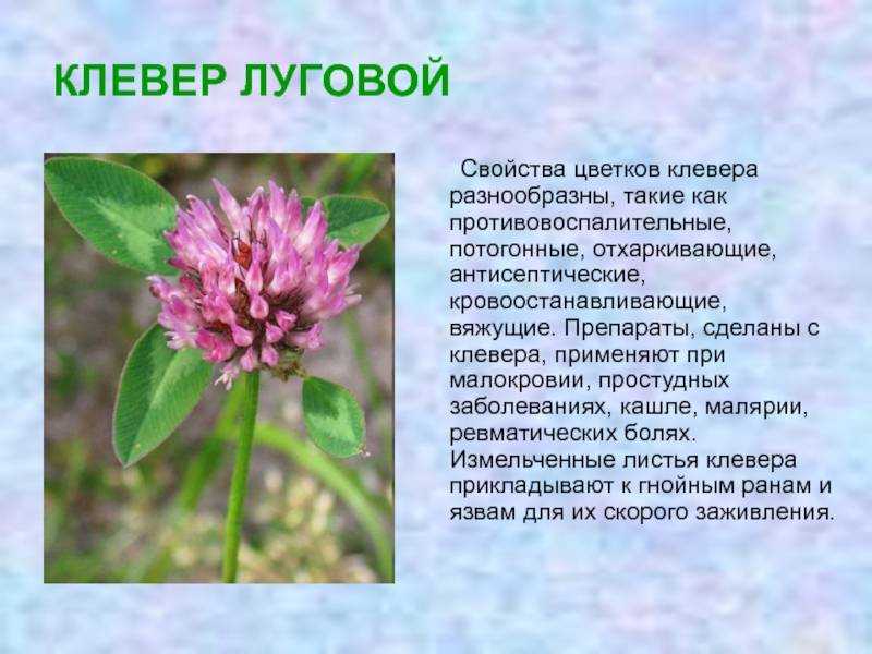 Топ-20 растений осушающие почву (для влажных и сырых почв)