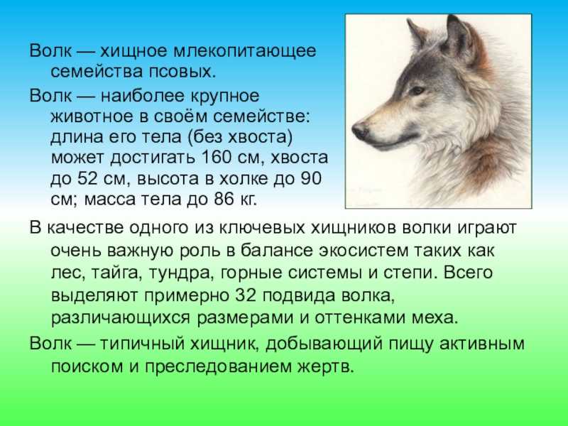 Рассказ про волка — житков борис: читать онлайн