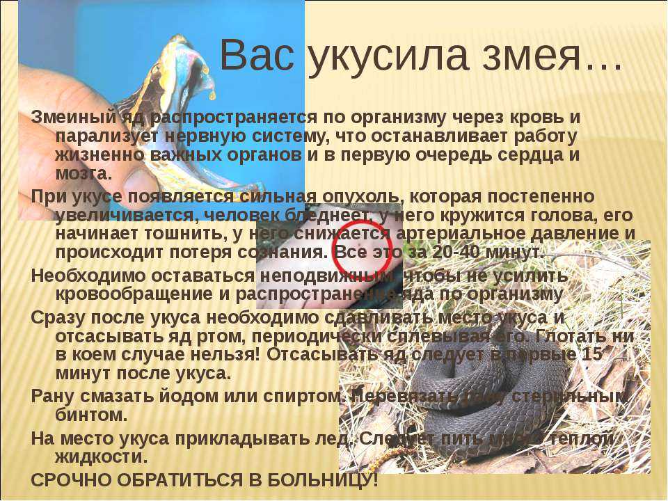 Змеи на участке — как распознать ядовитую и защитить себя от укуса? описание и фото — ботаничка