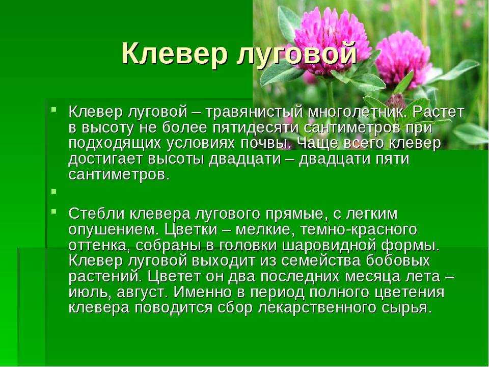Клевер — интересные факты