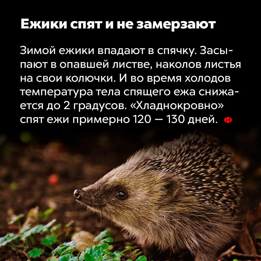 Сообщение на тему еж доклад