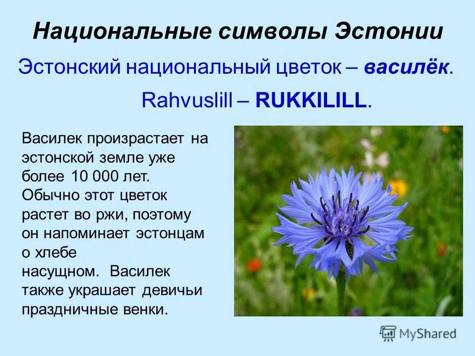 Занятие для детей старшей группы с зпр по ознакомлению с миром природы «полевые цветы»